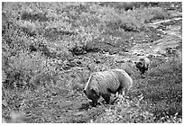Grizzly bear and cub digging for food. Denali National Park, Alaska, USA. (black and white)