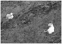 Two Dall sheep. Denali National Park, Alaska, USA. (black and white)