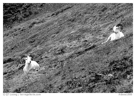 Two Dall sheep on hillside. Denali National Park (black and white)
