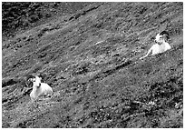 Two Dall sheep on hillside. Denali National Park ( black and white)