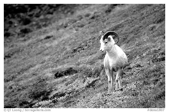 Dall sheep standing on hillside. Denali National Park (black and white)