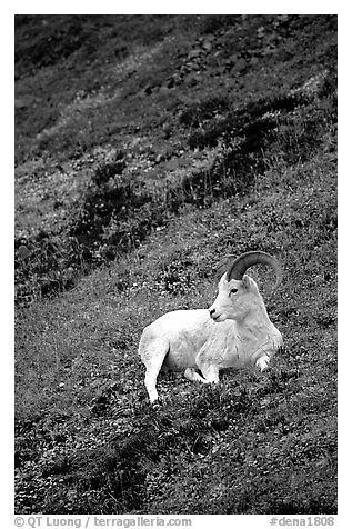 Dall sheep laying on hillside. Denali National Park (black and white)
