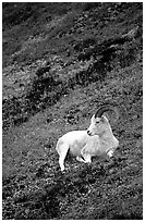 Dall sheep laying on hillside. Denali National Park ( black and white)