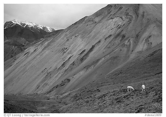 Dall sheep near Sable Pass. Denali National Park (black and white)
