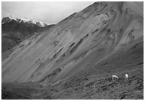 Dall sheep near Sable Pass. Denali National Park ( black and white)