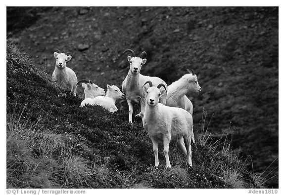 Group of Dall sheep. Denali National Park (black and white)