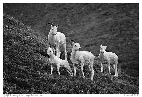 Group of Dall sheep. Denali National Park (black and white)