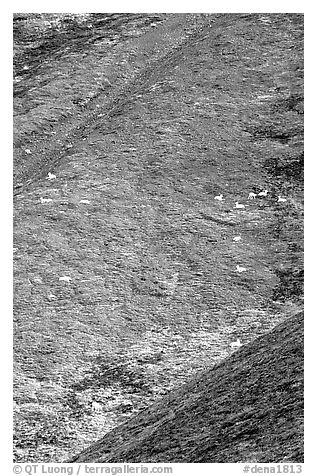 Hillside with many distant  Dall sheep. Denali National Park (black and white)