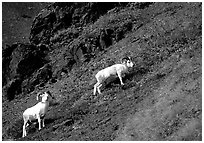 Two Dall sheep climbing on hillside. Denali National Park, Alaska, USA. (black and white)