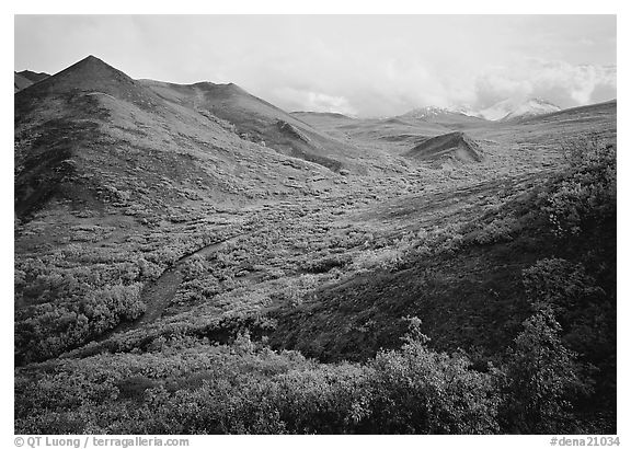Gentle valley and river with low vegetation. Denali  National Park (black and white)