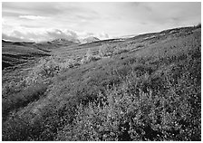 Red bushes on hillside, and cloud-capped mountains. Denali National Park, Alaska, USA. (black and white)