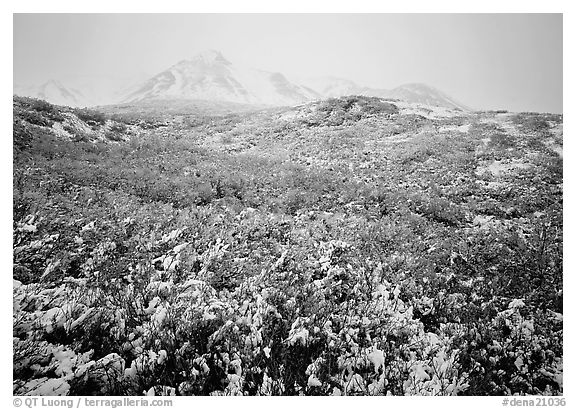 Fresh snow and Polychrome Mountains. Denali  National Park (black and white)