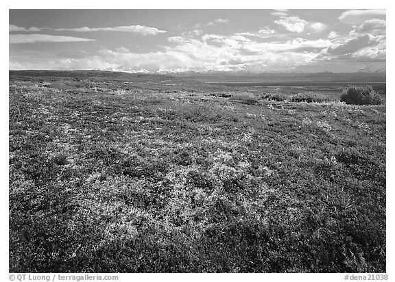 Tundra with Low lying leaves in bright red autumn colors. Denali National Park (black and white)