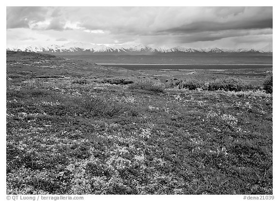 Red tundra flat and Alaska Range in the distance. Denali  National Park (black and white)