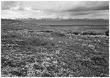 Red tundra flat and Alaska Range in the distance. Denali National Park ( black and white)