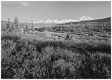 Tundra in autumn colors and snowy mountains of Alaska Range. Denali National Park ( black and white)