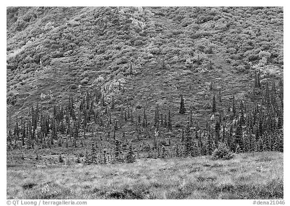 Tundra and conifers on hillside with autumn colors. Denali  National Park (black and white)