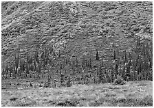 Tundra and conifers on hillside with autumn colors. Denali National Park ( black and white)