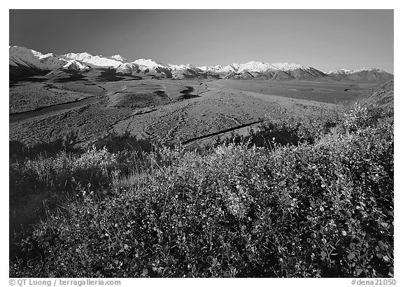 Berry plants, wide valley and gravel bars from seen from above, morning. Denali National Park (black and white)