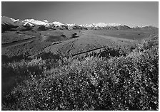 Berry plants, wide valley and gravel bars from seen from above, morning. Denali National Park ( black and white)