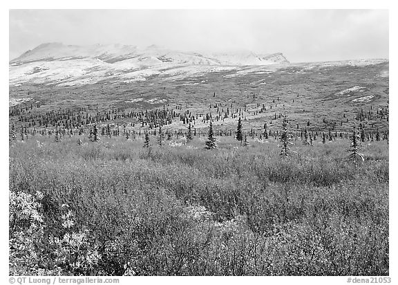 Berry plants in autumn color with early snow on mountains. Denali National Park (black and white)