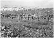 Berry plants in autumn color with early snow on mountains. Denali National Park ( black and white)