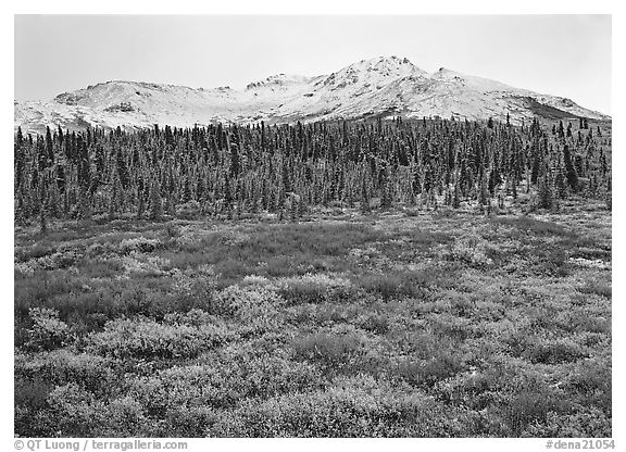 Tundra, spruce trees, and mountains with fresh snow in fall. Denali National Park (black and white)