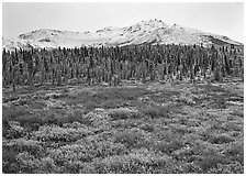 Tundra, spruce trees, and mountains with fresh snow in fall. Denali National Park ( black and white)