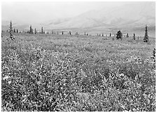 Berry leaves, trees, and mountains in fog with dusting of fresh snow. Denali National Park ( black and white)