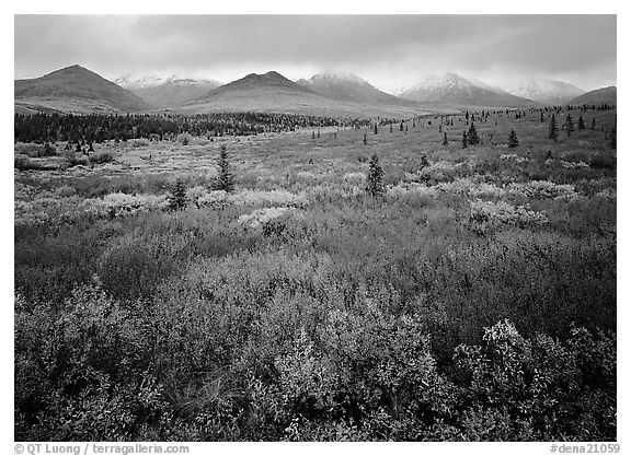 Mosaic of colors on tundra and lower peaks in stormy weather. Denali National Park (black and white)
