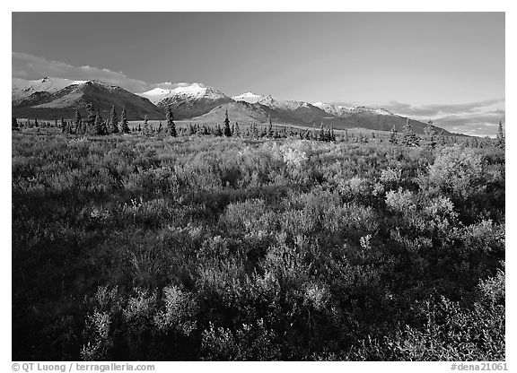 Late afternoon light on tundra and smaller mountain range. Denali  National Park (black and white)