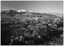 Late afternoon light on tundra and smaller mountain range. Denali National Park ( black and white)