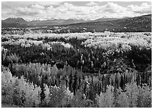 Yellow aspens and Panorama Range, Riley Creek drainage. Denali National Park ( black and white)