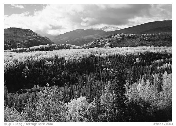 Aspens in fall colors and mountains near Riley Creek. Denali National Park (black and white)