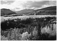 Aspens in fall colors and mountains near Riley Creek. Denali National Park ( black and white)