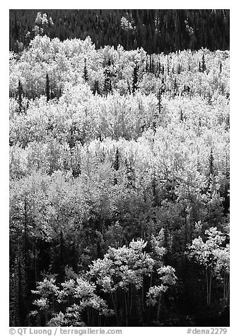 Aspens in yellow fall foliage amongst conifers, Riley Creek drainage. Denali National Park (black and white)