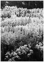 Aspens in yellow fall foliage amongst conifers, Riley Creek drainage. Denali National Park ( black and white)