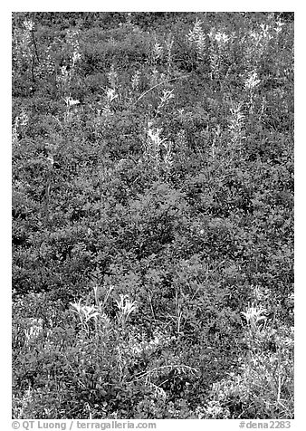 Dwarf tundra plants with red fall colors. Denali National Park (black and white)