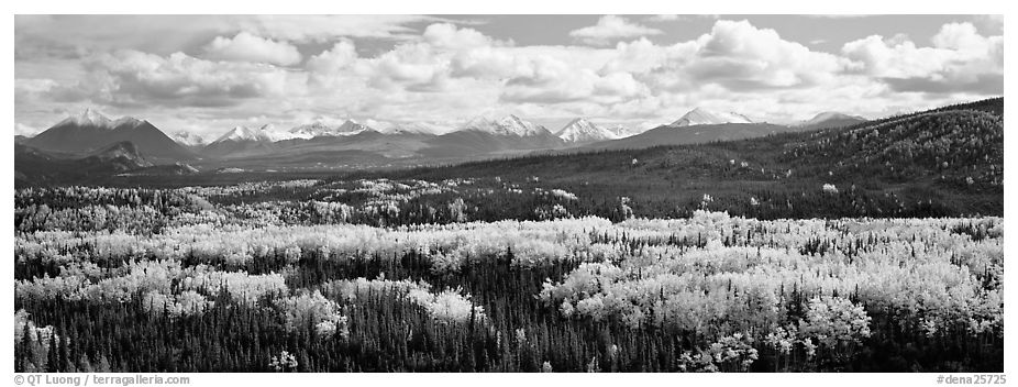 Mountain landscape with aspens in fall color. Denali National Park (black and white)