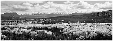 Mountain landscape with aspens in fall color. Denali National Park (Panoramic black and white)
