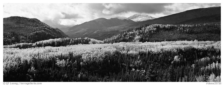 Yellow aspens and boreal forest. Denali National Park (black and white)
