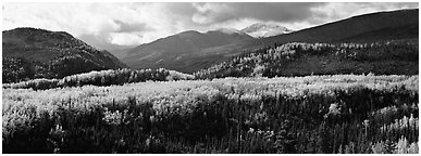Yellow aspens and boreal forest. Denali  National Park (Panoramic black and white)
