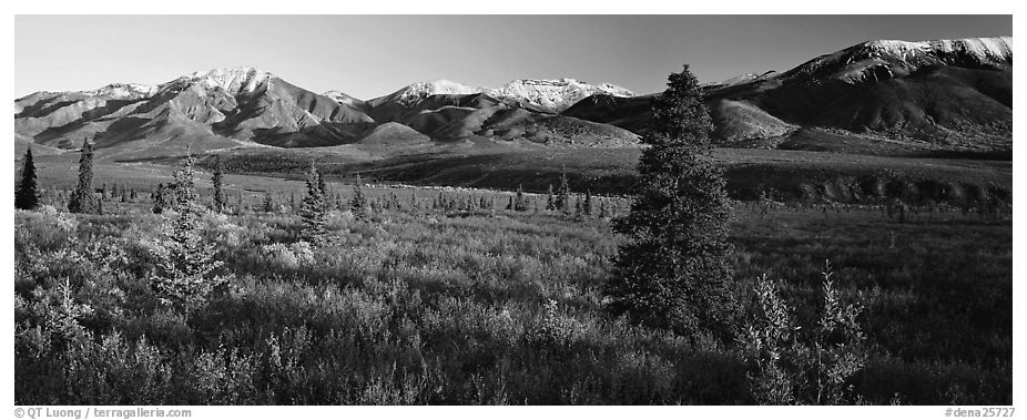 Tundra scenery with trees and mountains in autumn. Denali  National Park (black and white)