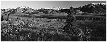 Tundra scenery with trees and mountains in autumn. Denali  National Park (Panoramic black and white)