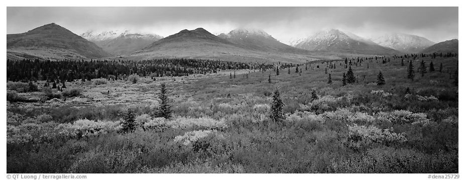 Mountain landscape with crimson tundra. Denali  National Park (black and white)
