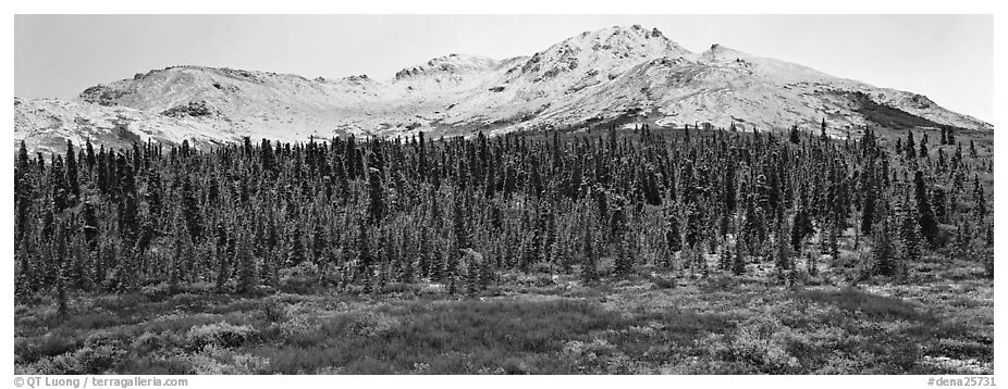 Boreal landscape with tundra, forest, and snowy mountains. Denali National Park (black and white)