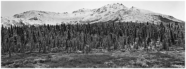 Boreal landscape with tundra, forest, and snowy mountains. Denali  National Park (Panoramic black and white)