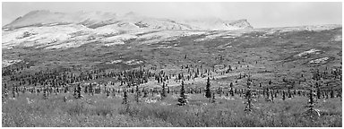 Northern latitudes scenery in autumn. Denali National Park (Panoramic black and white)
