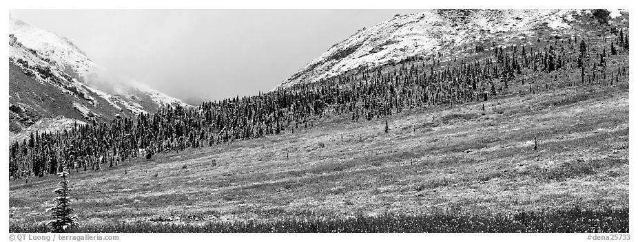 Autumn tundra landscape with fresh dusting of snow. Denali  National Park (black and white)
