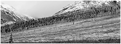 Autumn tundra landscape with fresh dusting of snow. Denali National Park (Panoramic black and white)